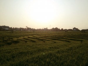 Rice terraces on the morning run